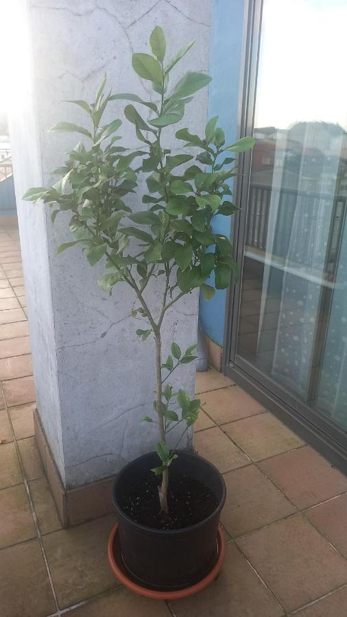 Atico 2 Terrazas Lemasalud Appartement Ares Buitenkant foto
